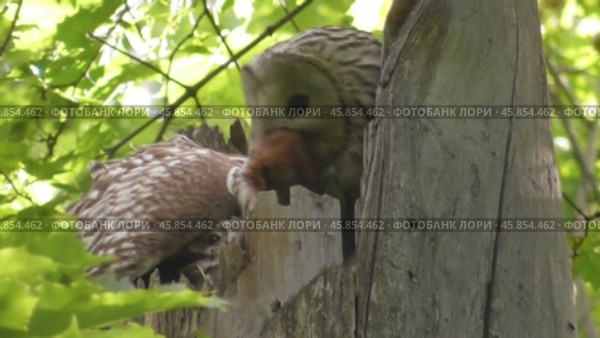 Сова длиннохвостая неясыть Strix uralensis с добычей в гнезде. Стоковое видео, видеограф Александр Мамонтов / Фотобанк Лори