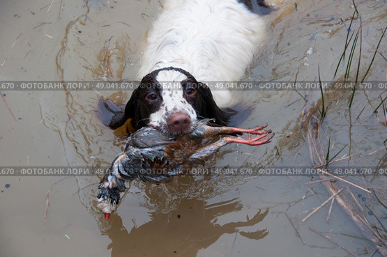 Spaniel retrieving partridge from water. Стоковое фото, агентство Ingram Publishing / Фотобанк Лори