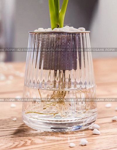 Spathiphyllum cochlearispathum commonly called peace lily growing in water in glass. Стоковое фото, фотограф Татьяна Терехина / Фотобанк Лори