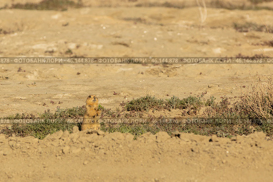 Speckled ground squirrel. Spermophilus suslicus. Wild animal in spring. Стоковое фото, фотограф Ольга Гордеева / Фотобанк Лори