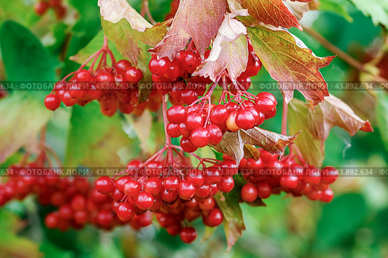 Спелые ягоды калины (Viburnum Opulus L) на ветке. Стоковое фото, фотограф Светлана Качанова / Фотобанк Лори