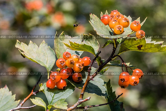 Спелые ягоды на кусте дикорастущего Боярышника (лат. Crataegus) Стоковое фото, фотограф Евгений Мухортов / Фотобанк Лори