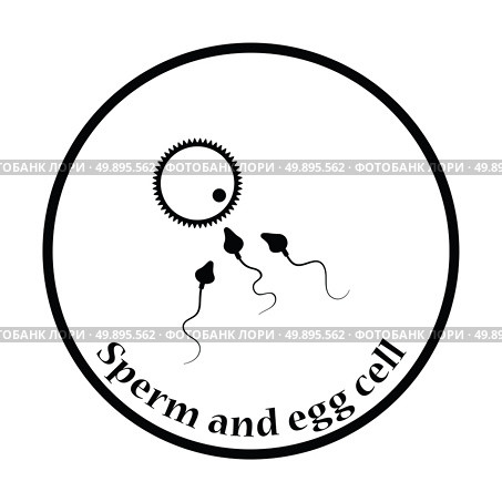 Sperm and egg cell icon. Thin circle design. Vector illustration. Стоковая иллюстрация, агентство Ingram Publishing / Фотобанк Лори