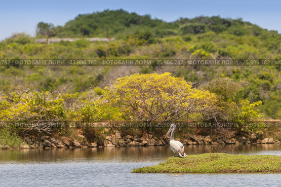Spot-billed pelican or grey pelican (Pelecanus philippensis), Yala national patk, Sri Lanka. Стоковое фото, агентство BE&W Photo / Фотобанк Лори
