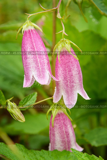 Spotted bellflower flower. Campanula punctata. Стоковое фото, фотограф Elena Odareeva / Фотобанк Лори