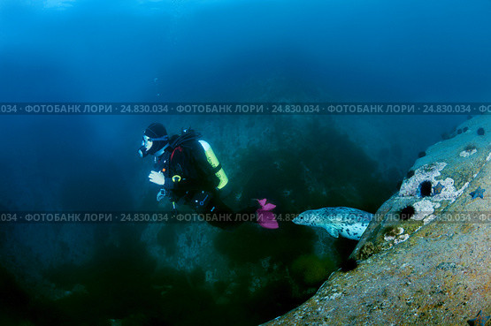 Spotted seal, larga or largha seal (Phoca largha, Phoca vitulina. Стоковое фото, фотограф Некрасов Андрей / Фотобанк Лори