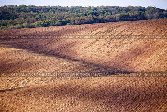Spring arable land. Spring wavy agriculture scene. Rural landscape of South Moravia. Стоковое фото, агентство Ingram Publishing / Фотобанк Лори
