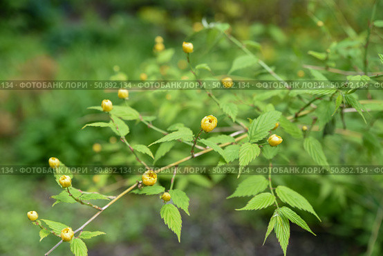 Spring branch of Japanese kerria in bloom, with vivid yellow flowers and lush greenery. A cheerful ornamental shrub from the Rosaceae family. Стоковое фото, фотограф Татьяна Терехина / Фотобанк Лори