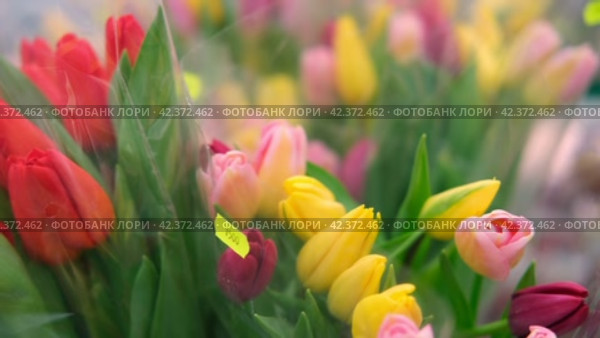 Spring different color tulips floral bunch. Concept International Women's Day, March 8. 8th march. Spring background. Tulip, colorful tulips bouquet. Present for March 8. Holiday decor with flowers. Стоковое видео, видеограф Марина Демидюк / Фотобанк Лори