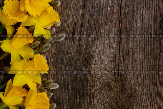 spring fresh  yellow daffodils with catkins border on wooden background. spring narcissus with catkins. Стоковое фото, агентство Ingram Publishing / Фотобанк Лори