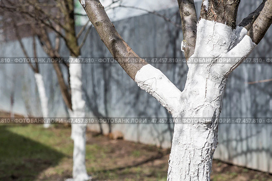 Spring gardening. Whitewashing of fruit trees from insects and diseases. Tree trunks painted white. Стоковое фото, фотограф Photojuli / Фотобанк Лори