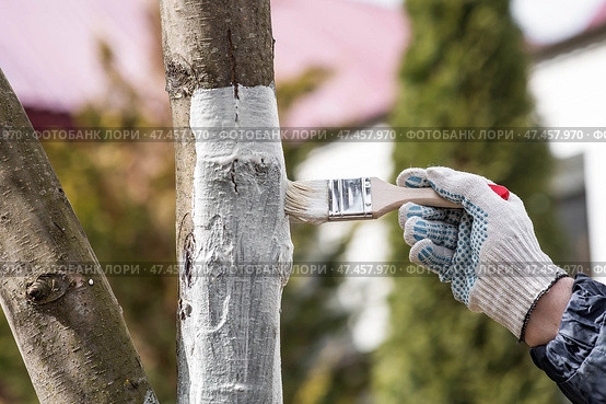 Spring gardening. Whitewashing of fruit trees from insects and diseases. A tree trunk and a gardener's hand with a brush and whitewash, coloring an apple tree. Стоковое фото, фотограф Photojuli / Фотобанк Лори