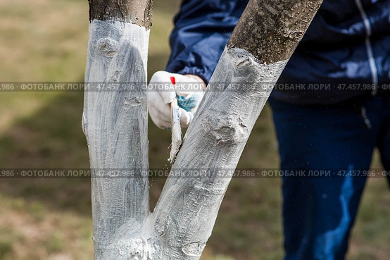 Spring gardening. Whitewashing of fruit trees from insects and diseases. A tree trunk and a gardener's hand with a brush and whitewash, coloring an apple tree. Стоковое фото, фотограф Photojuli / Фотобанк Лори