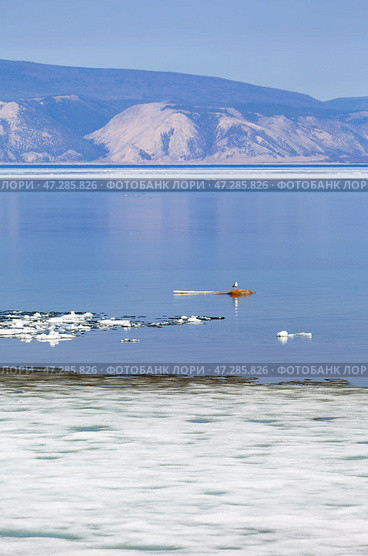 Spring landscape of Baikal Lake in May during ice drift on Small Sea. A seagull, having flown in from warmer regions after wintering, sits on stone islet near Olkhon Island on sunny morning. Spring travels. Стоковое фото, фотограф Виктория Катьянова / Фотобанк Лори
