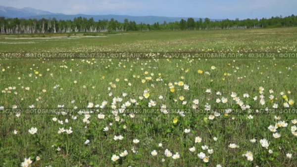 Spring landscape with a green meadow with blooming wild anemone flowers or white windflowers against the backdrop of the forest and the Eastern Sayan Mountains. Tunka Valley, Arshan, Buryatia. Стоковое видео, видеограф Виктория Катьянова / Фотобанк Лори