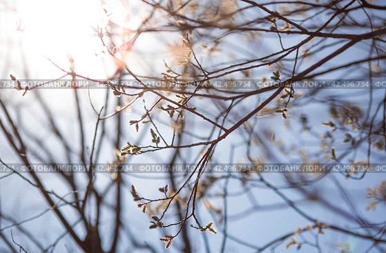Spring, wallpaper with nature. Tree branches in close-up. New spring foliage appears on the branches. A tree or shrub that is budding. Seasonal forests, blurred background. Стоковое фото, фотограф Photojuli / Фотобанк Лори