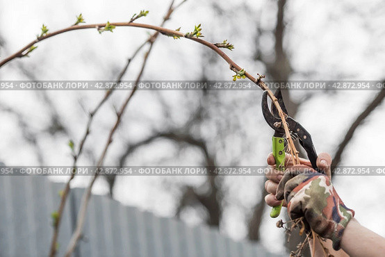 Spring work in the garden. The gardener's hand with a pruner. Pruning raspberry and blackberry bushes with pruning shears. Cottage and vegetable garden, gardening, bush care. Стоковое фото, фотограф Photojuli / Фотобанк Лори