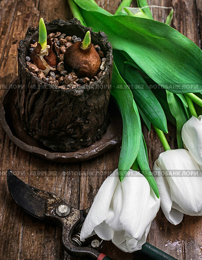 sprouted bulbs. Стоковое фото, агентство Ingram Publishing / Фотобанк Лори