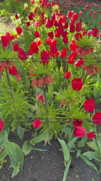 St. Petersburg. Vertical video of beautiful spring natural background of flower bed with red tulips and fritillaries flowers in the city park of Elagin Island on sunny May day. Picturesque landscape. Стоковое видео, видеограф Виктория Катьянова / Фотобанк Лори