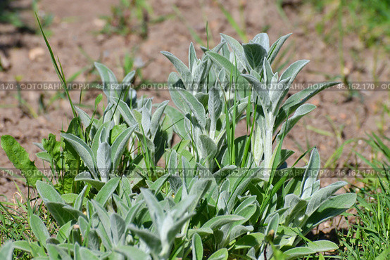 Stachys byzantina is a species of perennial herbaceous plants. Стоковое фото, фотограф Володина Ольга / Фотобанк Лори