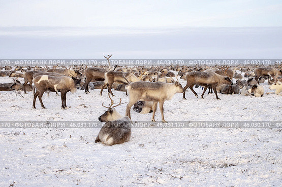 Стадо оленей. Этнография. Ямальская тундра. Стоковое фото, фотограф Катерина Романова / Фотобанк Лори