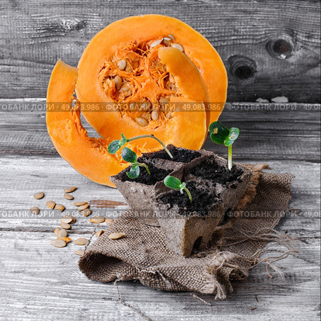 Stages of growing pumpkins. Grown in a peat pot from sprout pumpkin seeds. Стоковое фото, агентство Ingram Publishing / Фотобанк Лори