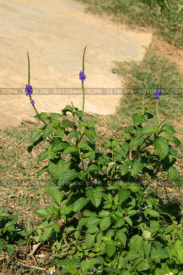 Стахитарфета ямайская (Verbena jamaicensis, Stachytarpheta jamaicensis, light-blue snakeweed). Вьетнам, провинция Даклак (2015 год). Стоковое фото, фотограф Щеголева Ольга / Фотобанк Лори