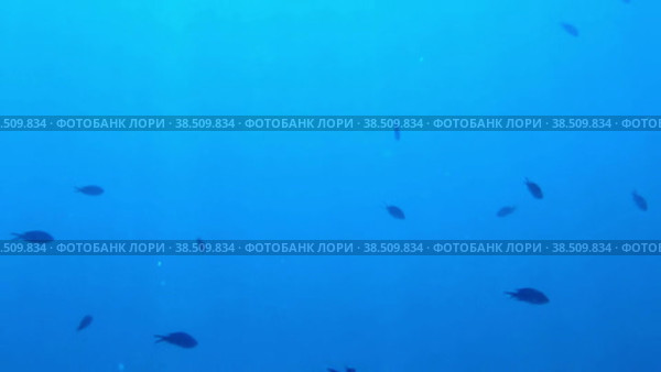 Стайка черных рыбешек плывет на глубину в бирюзовой морской воде. Стоковое видео, видеограф Цыбин Вадим / Фотобанк Лори