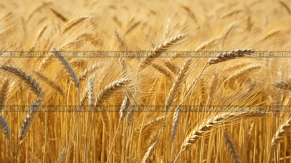 stalks monoculture crop farm ai generated. Стоковое AI-изображение, AI-художник Vectorwin / Фотобанк Лори