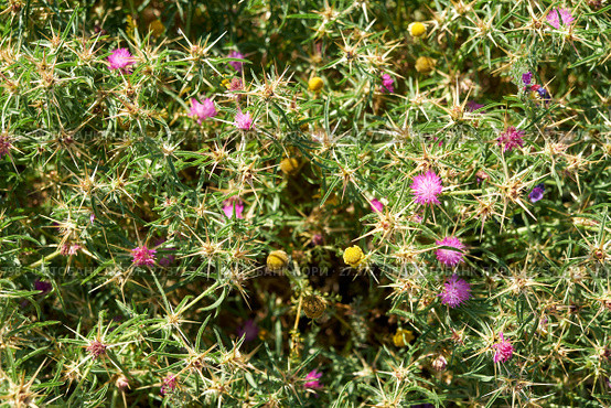 Star-thistle (Centaurea). Cape Espichel. Portugal. Стоковое фото, фотограф Сергей Пристяжнюк (Serg Zastavkin) / Фотобанк Лори