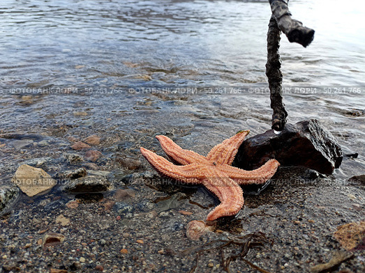 Starfish on the shore. The issue of ecology, nature protection. Стоковое фото, фотограф Кирилл Зотов / Фотобанк Лори
