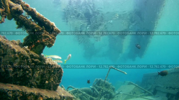 Стая Барабуль плавает над затонувшей лодкой, Красное море, Марса-эль-Алам, бухта Абу-Дабаб, Египет. Стоковое видео, видеограф Некрасов Андрей / Фотобанк Лори