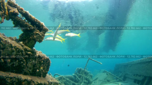 Стая Барабулек плавает над затонувшем судном, Красное море, Марса-эль-Алам, бухта Абу-Дабаб, Египет. Стоковое видео, видеограф Некрасов Андрей / Фотобанк Лори