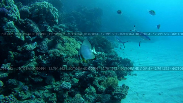 Стая Голубых платаксов над коралловым рифом (Platax teira), Красное море, Марса-эль-Алам, бухта Абу-Дабаб, Египет. Стоковое видео, видеограф Некрасов Андрей / Фотобанк Лори