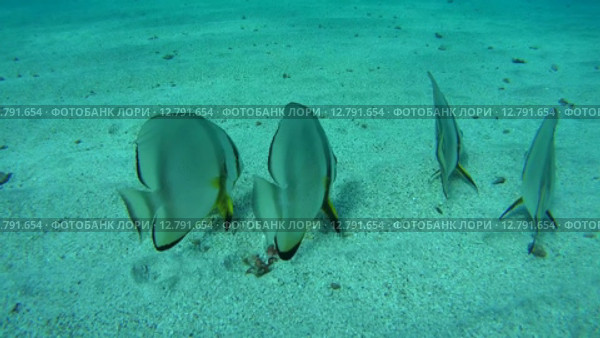 Стая Голубых платаксов над песчаным дном (Platax teira), Красное море, Марса-эль-Алам, бухта Абу-Дабаб, Египет. Стоковое видео, видеограф Некрасов Андрей / Фотобанк Лори