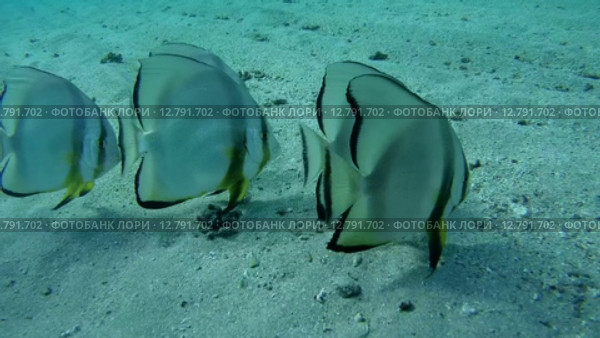 Стая Голубых платаксов над песчаным дном (Platax teira), Красное море, Марса-эль-Алам, бухта Абу-Дабаб, Египет. Стоковое видео, видеограф Некрасов Андрей / Фотобанк Лори