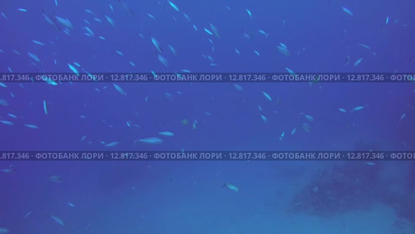Стая рыб в толще водым, Красное море, Марса-эль-Алам, бухта Абу-Дабаб, Египет. Стоковое видео, видеограф Некрасов Андрей / Фотобанк Лори