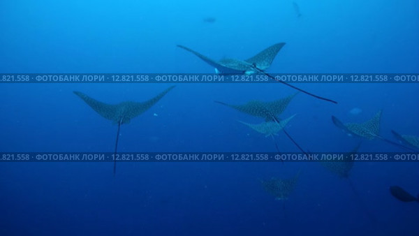 Стая скатов орляков (Aetobatus narinari) плывет в толще воды, Индийский океан, Мальдивские острова. Стоковое видео, видеограф Некрасов Андрей / Фотобанк Лори