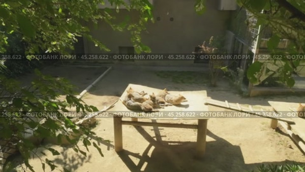 Стая золотых шакалов греется на солнце в вольере зоопарка. Стамбул, Турция. Стоковое видео, видеограф Вадим Хомяков / Фотобанк Лори