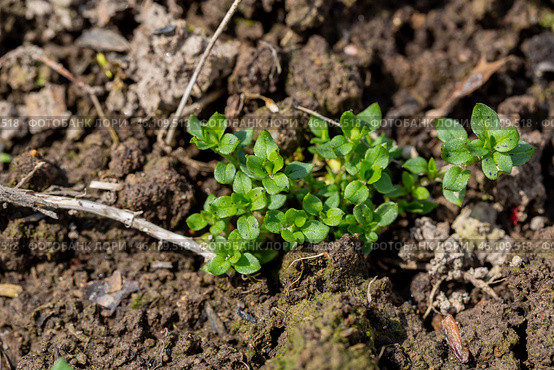 Stellaria media stem and leaf chickweed. Стоковое фото, фотограф Ольга Сейфутдинова / Фотобанк Лори