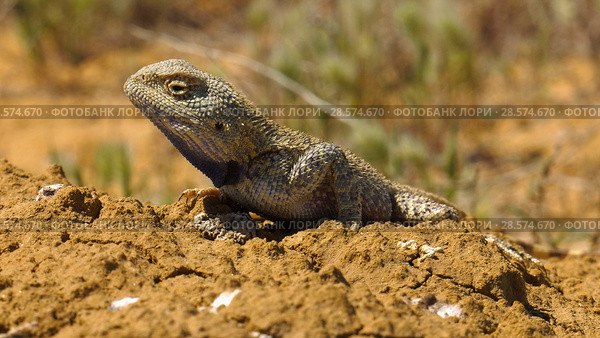 Степная агама в естественной среде обитания. Steppe Agama in habitat. Стоковое фото, фотограф Евгений Романов / Фотобанк Лори