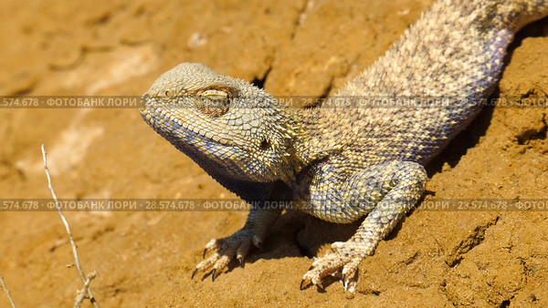 Степная агама в естественной среде обитания. Steppe Agama in habitat. Стоковое фото, фотограф Евгений Романов / Фотобанк Лори