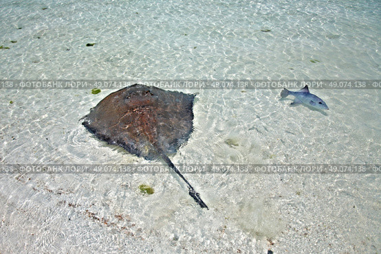 stingray and triggerfish in a shallow water on the Isla Contoy, Mexico. Стоковое фото, агентство Ingram Publishing / Фотобанк Лори