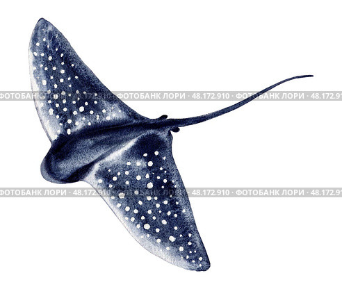 stingray fish blue with spots. Hand drawn with watercolor with texture. for fish restaurant design, menu, diving center. Стоковая иллюстрация, иллюстратор Екатерина Тимонова / Фотобанк Лори