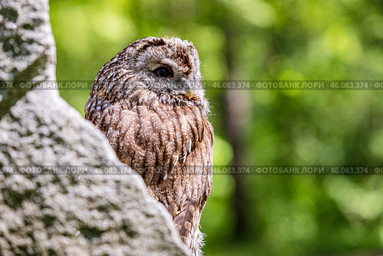 Stone cliff's tawny owl sentinel. Стоковое фото, фотограф Ольга Яковенко / Фотобанк Лори