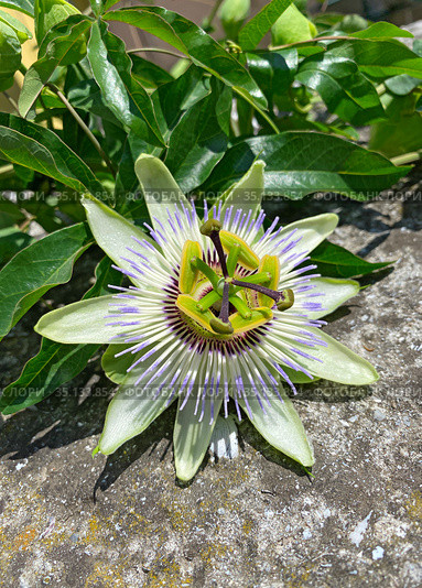 Страстоцвет (Passiflora) (2020 год). Стоковое фото, фотограф Мария Кылосова / Фотобанк Лори