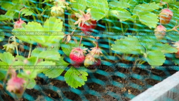 Strawberry in Farm. Strawberries bed covered with protective mesh from birds. Protection of harvest in the garden. Beds under the net. Covers protect plants against animal or pest. Caring for crops. Стоковое видео, видеограф Марина Демидюк / Фотобанк Лори