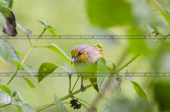 Streak-eared Bulbul (Pycnonotus blanfordi), Bird in nature. Стоковое фото, агентство Ingram Publishing / Фотобанк Лори