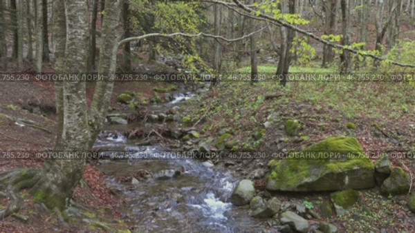 Stream in beech forest in mountains at spring. Стоковое видео, видеограф Михаил Коханчиков / Фотобанк Лори