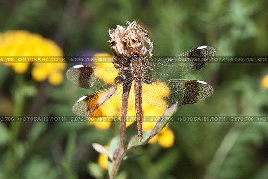 Стрекоза перевязанная - Симпетрум перевязанный (Sympetrum pedemontanum). Самка. Стоковое фото, фотограф Алёшина Оксана / Фотобанк Лори